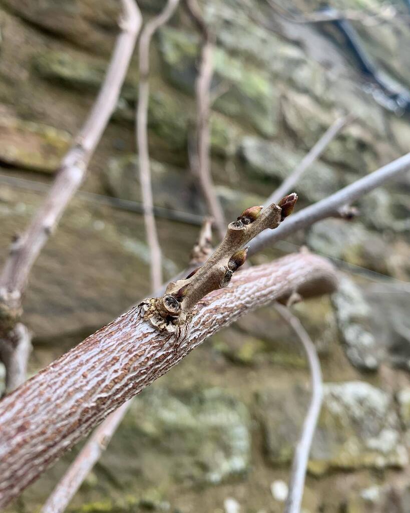 _howardjames's tweet image. An afternoon of winter Wisteria pruning…
.
.
#winterpruning #wisteria #follow 
#winter #cold #coldweather #plant #february #plantsofinstagram #gardenplants #planting #plantrecommendations #bestplants #pruning #gardening #gardens #plantsofinstagram #g… instagr.am/p/CoINOAAKGZt/