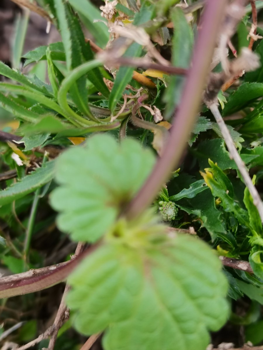 من النباتات الغازية لمرتفعات السراة, موسمي . 
لازال محدود الإنتشار , ينتشر في المزارع وخصوصاً التي أستخدمت لزراعة الخضروات الورقية 
إسم شائع :طاقية الغراب, لايوجد إسم  محلي.
Lamium amplexicaule L