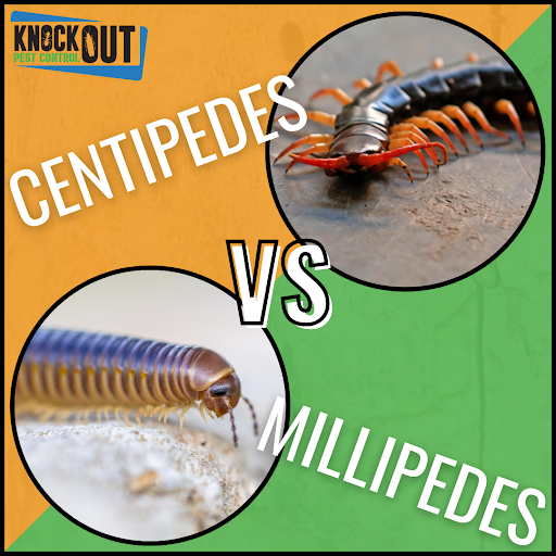 knockoutpest1's tweet photo. While they look similar, centipedes and millipedes differ in several ways:

CENTIPEDES
•Flattened Bodies
•One Set of Legs for Each Body Segment
•Carnivores

MILLIPEDES
•Rounded Bodies
•Two Sets of Legs for Each Body Segment
•Herbivores/Detritivores 

https://t.co/Cv5sYx0uyv https://t.co/ayhADkcaVz