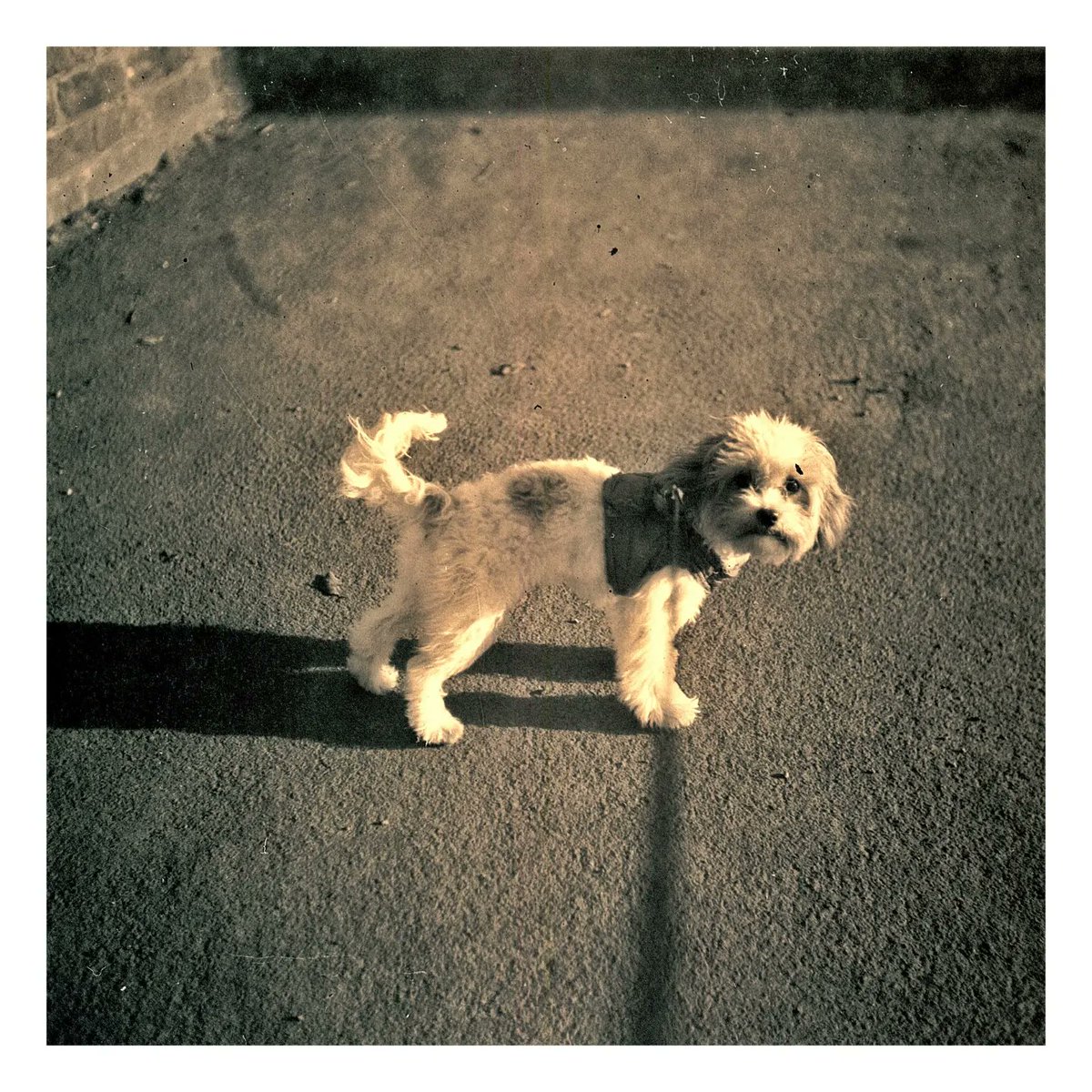 JoshMoonPhoto's tweet photo. Photos of my dog on the rollei https://t.co/9wHr5O3vcI