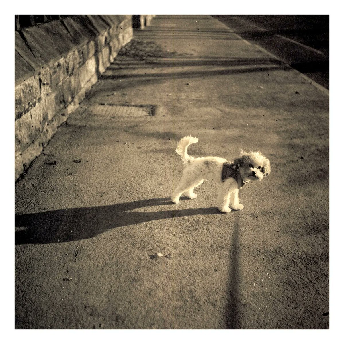 JoshMoonPhoto's tweet photo. Photos of my dog on the rollei https://t.co/9wHr5O3vcI