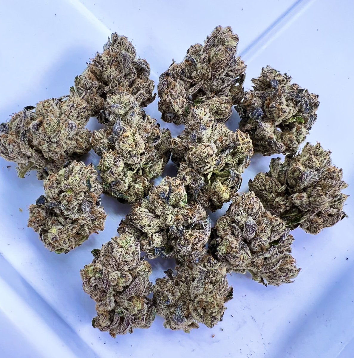 exoticgenetix's tweet image. Let’s get back to the Giveaways baby!!! This round is for a seed pack of Yikes available now on exoticgenetix.com!!! 

🚨Rules~

• Follow @exoticgenetix 

• Tag 3 friends 

• Like + Retweet

🎉 Winner announced in 48 hours! Good luck!🤙🏼#exoticgenetix