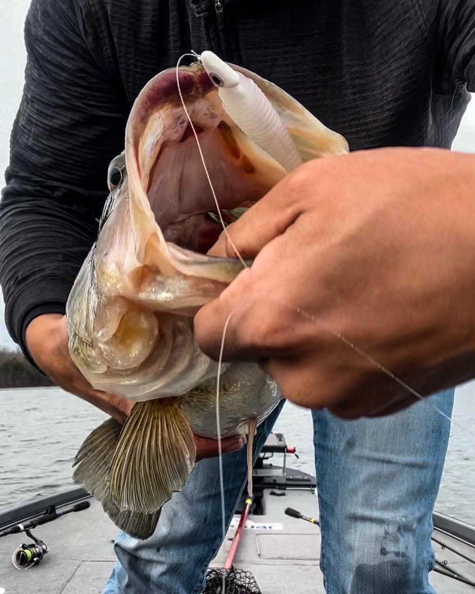 MISSILE_BAITS's tweet photo. Spunk Shad is a great bait to catch those big lethargic winter bass 👀🔥
#missilebaits #bassfishing #spunkshad #livescope #activetarget
Get Yours Here: https://t.co/2Bs1Wp2mlu https://t.co/OFZP1Fy58s