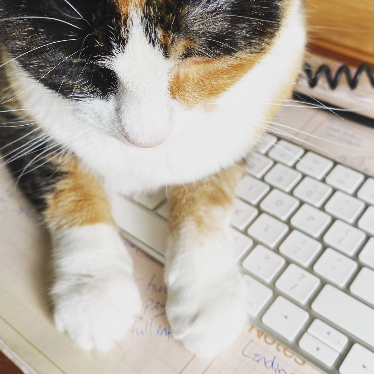 EasyWebThings's tweet image. Just keeping the keyboard warm for you! 😼
-Mosaic

#officecat #catswithjobs #CatsofTwittter