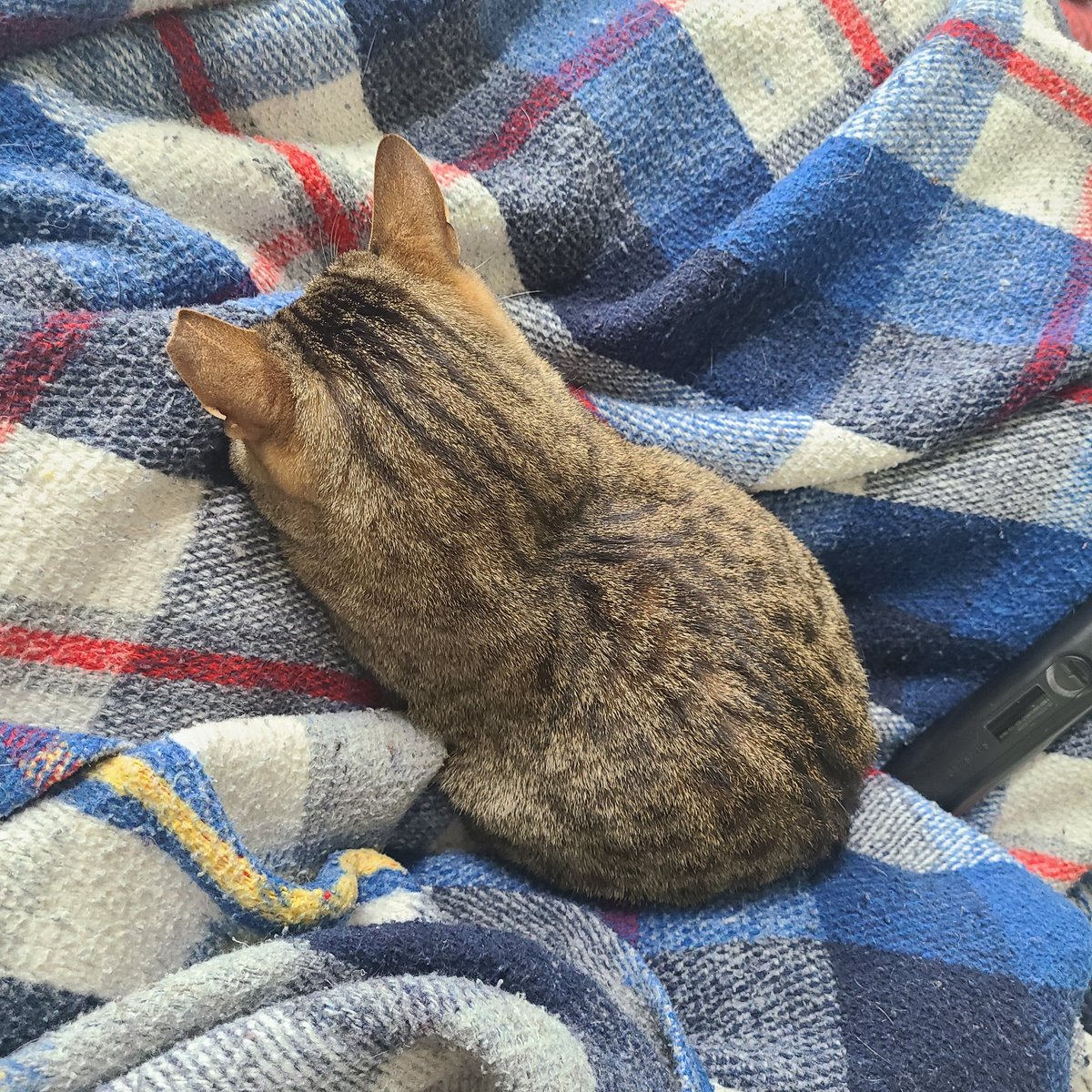 snickarp tweet media