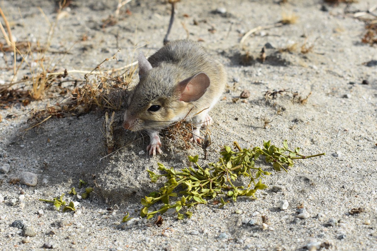 Our latest research on how ecological barriers influence hybridization, is published in @journal_evo! This work, lead by grad student Dylan Klure is the result of collaboration between 4 labs at @UofUBiology and @UNRScience doi.org/10.1093/evolut… @MDeniseDearing @MikeDShapiro