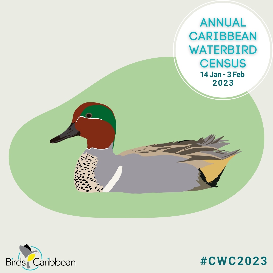 Our #CaribbeanWaterbirdCensus (CWC) 🏝 2023 featured bird today is the Green-winged Teal! 💚
Learn more about this dapper dabbler here: bit.ly/CWC-Green-wing…

📸 Doug Greenberg, Andrew Reding, Dana Siefer ML 283065691

#BirdsCaribbean #CWC2023 #WaterbirdsCount #TeameBird