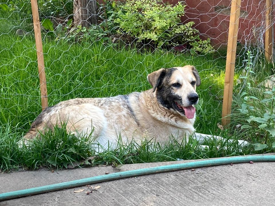 LOST golden labrador type dog in #NorthHaven (NW) area. Call 403-968-8751. DO NOT CALL OR CHASE! Pls RT, watch, share, help, to find Felix! facebook.com/20877396249912…