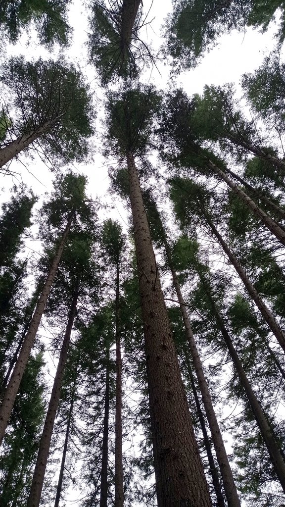 floralvareztab1's tweet photo. Fabulous is written with F, as in #Forest 🌳❤️
Experimental forest in #Vallombrosa
One of the craddles of forestry in Italy
Learning how to use #ecophysiological #sensors to monitor the effects of thinning
#silviculture https://t.co/OZk0WKbarf
