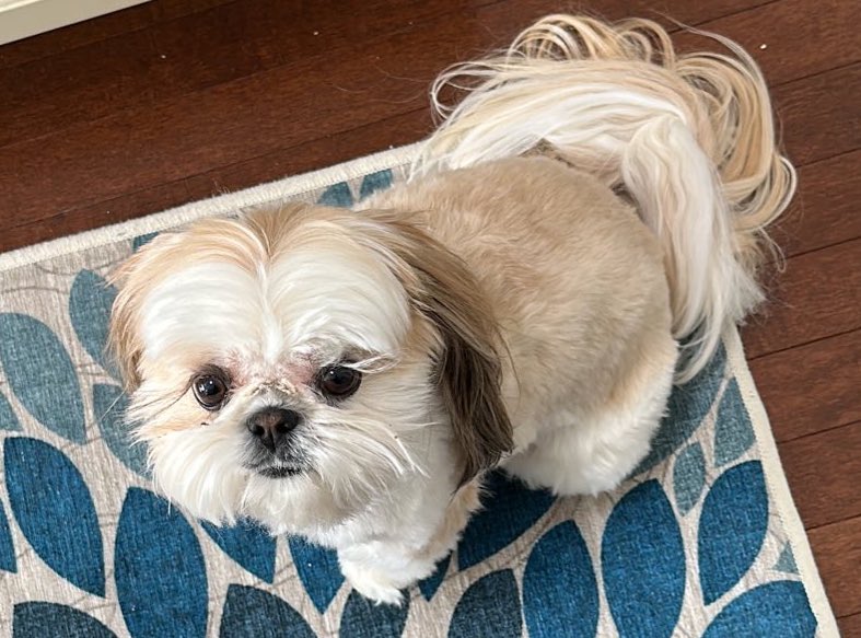 MingxiTzu's tweet image. Erm, is that cheese? 
🐾💕

#dogsoftwitter #bekind #SharePlease #MingxiTzu

Find me on Spoutible!