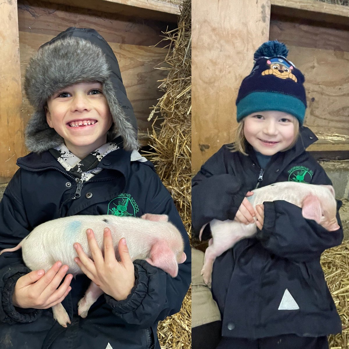 The highlight of the trip, cuddling the week old piglets #FarmLife #Piglets @RovesFarm