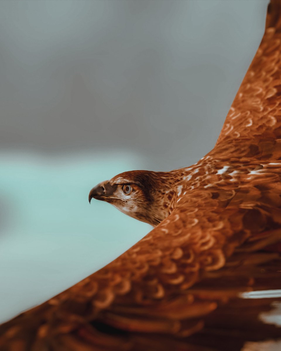 🎮 #AssassinsCreedOrigins

 #bayek #assassinscreed #medjay #anubis #virtualphotography #vpgamers #zarngaming #VPCONTEXT #VPEclipse #VGPNetwork #VGPUnite #MacroWednesday #worldofvp #TheCapturedCollective #zarngaming #ArtisticofSociety #gamergram #PhotoMode