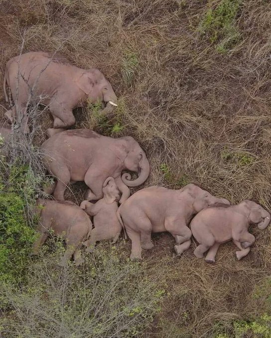 On June 7, 2021, a roaming herd of 15 wild elephants was on the move after resting in a patch of forest on the outskirts of the city of Kunming in southwest China, resuming a year-long, 500-kilometer trek. A drone surprised them sleeping 

[source: buff.ly/3wW2eWC]