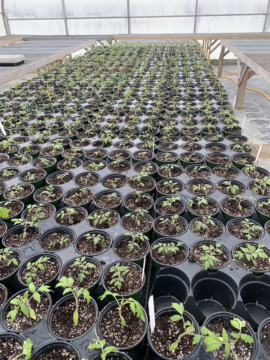 Greenhouse tomatoes potted up!