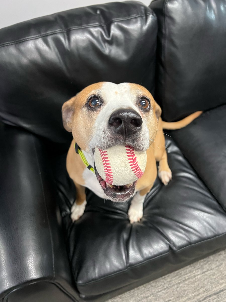 A big Happy Birthday to our Chief Happiness Officer - CARSON!  He's always guaranteed to put a smile on your face!😀