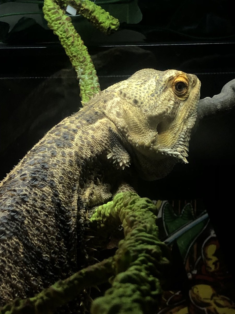 wizardthelizard's tweet photo. Just hangin in there. Waiting for @Beyonce to invite me on tour. https://t.co/KxqhWwnwG0
