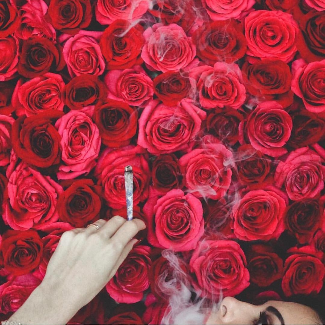 Media Source: instagram.com/p/Bt6RovShq8b/

Photo by kushqueenco ( #📷 @moreweedthanwoman )