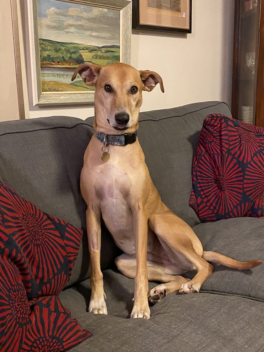 jghndrsn's tweet photo. Dental check up today - Cora is home and now moving in slow motion.

#dogsoftwitter #Potcake #melm #veterinary https://t.co/1d0soOk6st