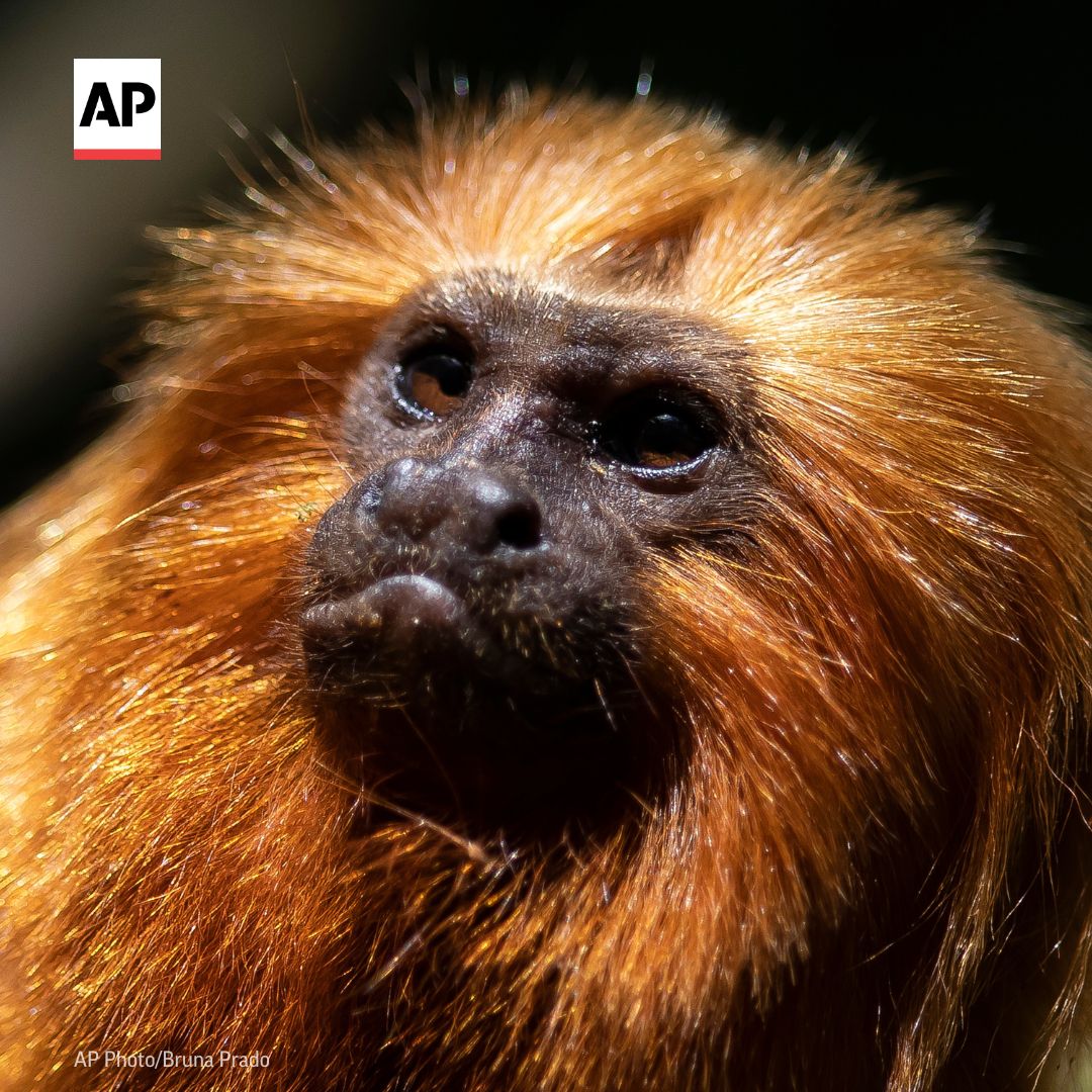 The Associated Press tweet media