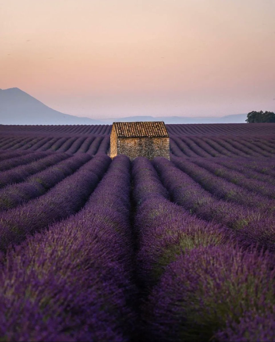 Lavender Fields, Provence, France 🇫🇷 📸: goodtravelmood | IG