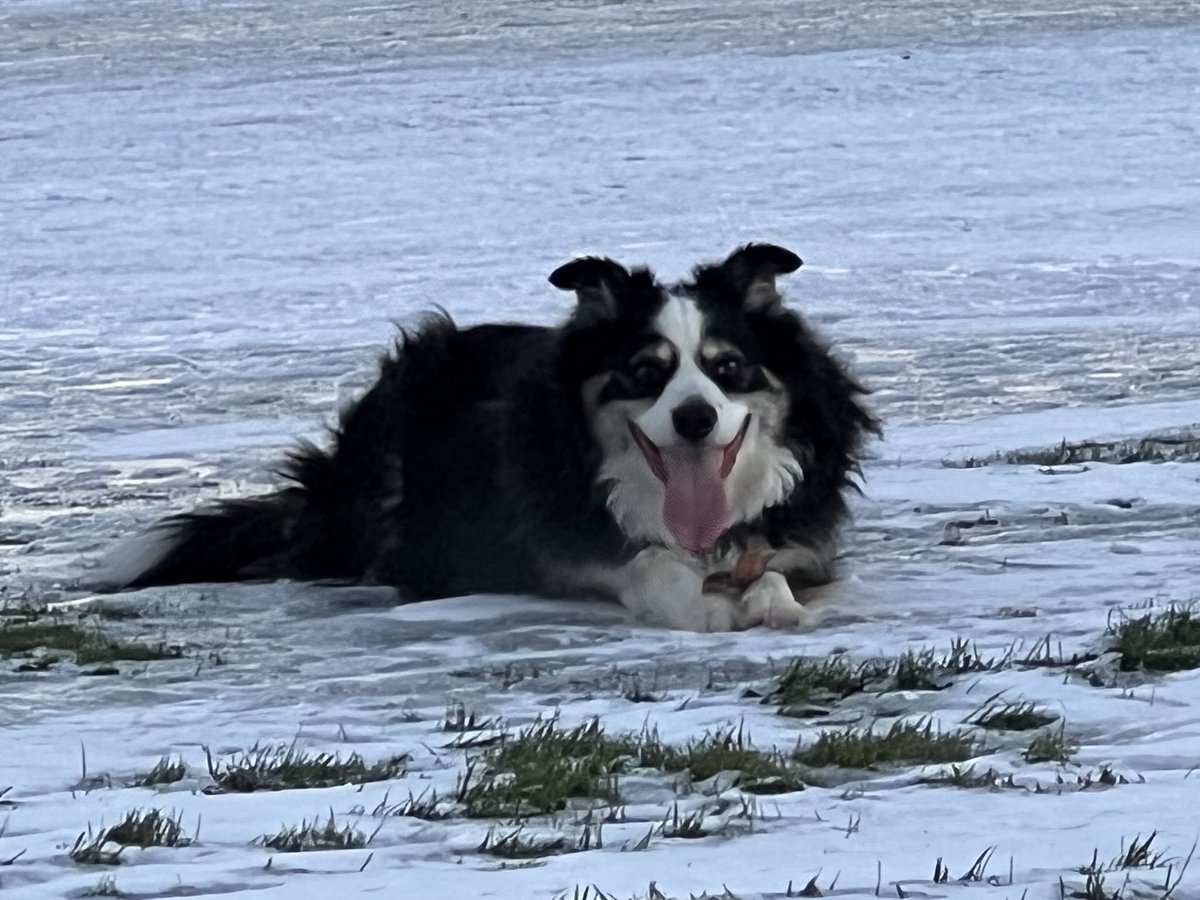 jim_pav's tweet image. This guy turned ten years old this week. Please wish Ruger a happy birthday! #bordercollie #dogsoftwitter #dogsofturf #fairview #greenwich #Connecticut #dogslife #turflife #golflife @turfnet @DogsOfTurf @MGA1897 @MetGCSA @GCSAA @GCImagazine @Golfdom @GCM_Magazine @CAGCS1929