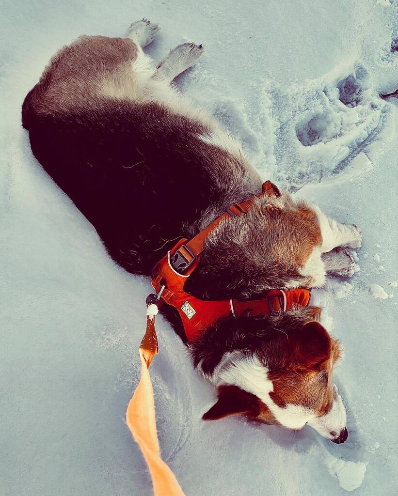 CorgMarshall's tweet image. I. Love. Snow. instagr.am/p/CoIy4aVpi5P/