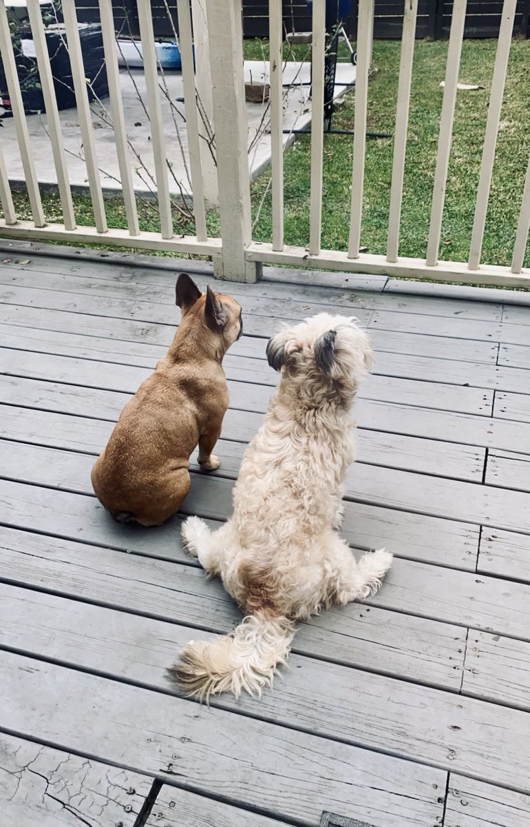 Ray ( dog on left ) was born without eyes. Bennie is his seeing eye dog and best friend. Please help us find Bennie . Ray needs him. Please retweet everywhere