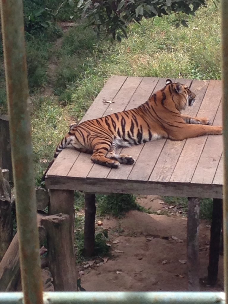 Kucing kampung namanya Hari sdh jinak dan suka di foto. Dah gitu aja informasinya,terima kasih