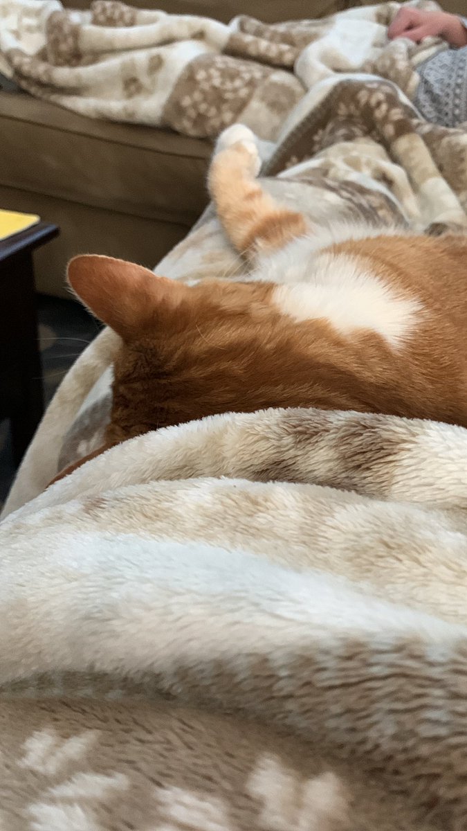 WellieGirlGinge's tweet photo. Mommy is trying to figure out how to start dinner - I maintain that such activity is impossible while I nap on her lap. Until I’m hungry there will be no food for anyone!!  #CatsOfTwitter #AdoptDontShop #makingdinner #lapkitty https://t.co/l9U8LVMEb2