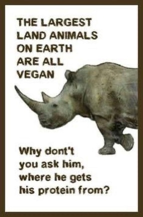 veganfuture's tweet image. 