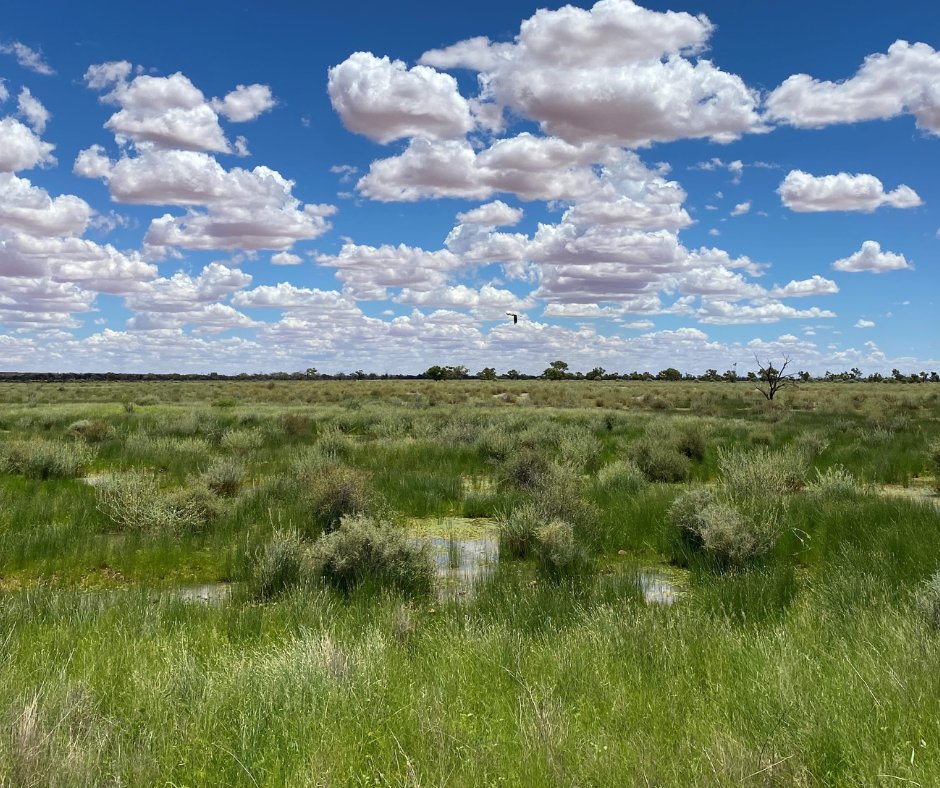 SQLandscapes's tweet photo. πΏ // #SQLandscapes has teamed up with land managers & the community to employ targeted methods of restoration to wetlands and floodplains in Queenslandβs arid southwest. For more information check out the next edition of Wetlands Australia coming soon! π https://t.co/4bE8C5qVM8 https://t.co/uzgGTykHOr