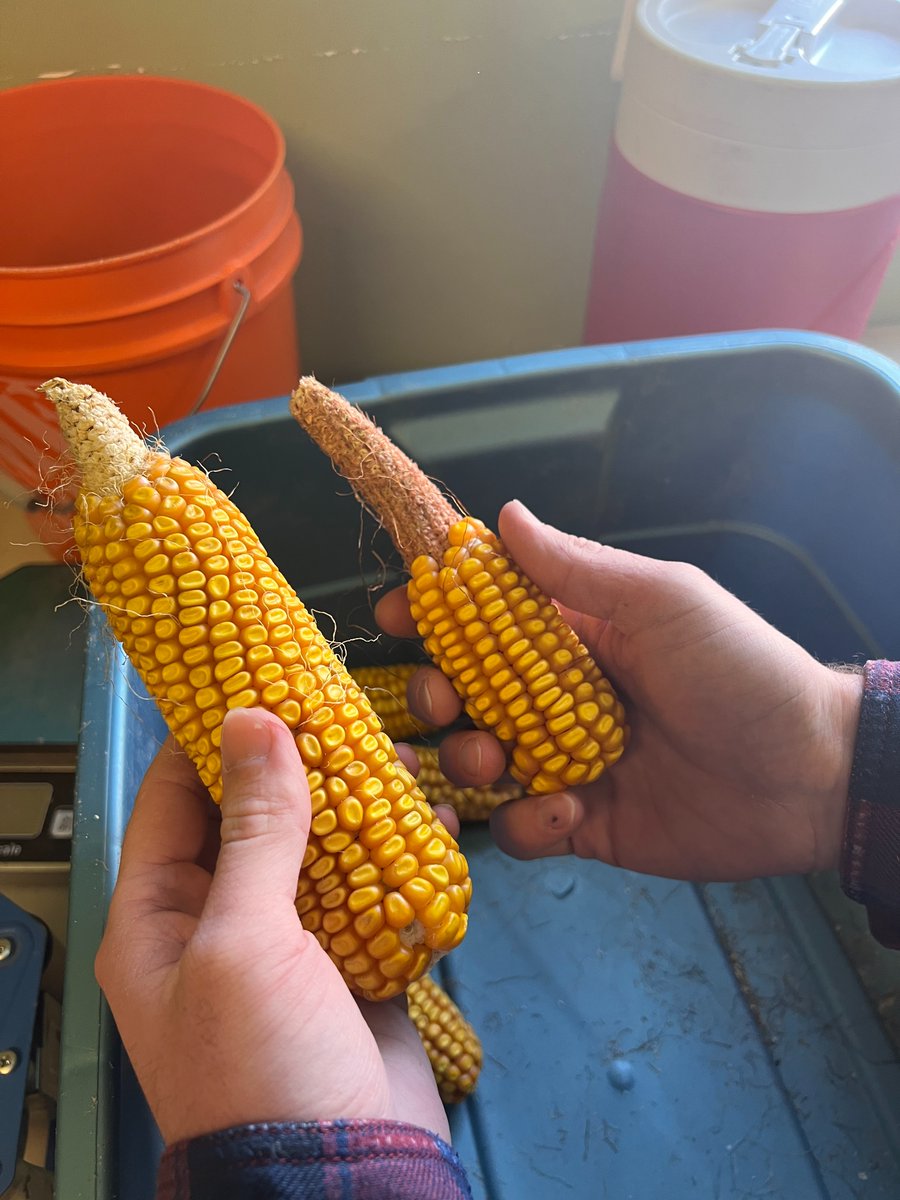 HORIZON_SEEDS's tweet photo. This is where it all starts...

Inbred selection is underway for our R&amp;D team.  
Many will not move forward, but a lucky few will continue in the research program for #plant23 
#research #corn #agriculture #FarmFamilyProud 

@WhittalAlex @c_vanlaecke https://t.co/iygX8xqQ3F