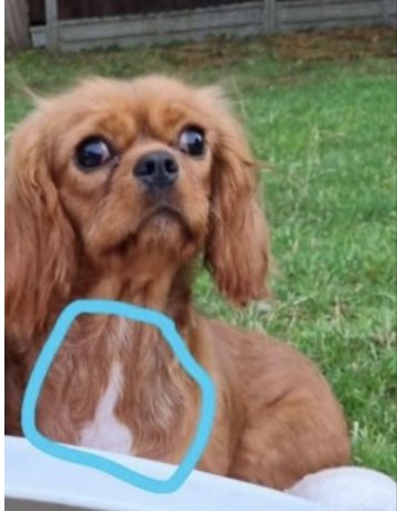 PENNY #SpanielHour

Female #CavalierKingCharles #Spaniel Adult Red White mark on chest Microchipped

#Missing 19 Oct 2022 #Elm #Wisbech PE14

doglost.co.uk/dog-blog.php?d…