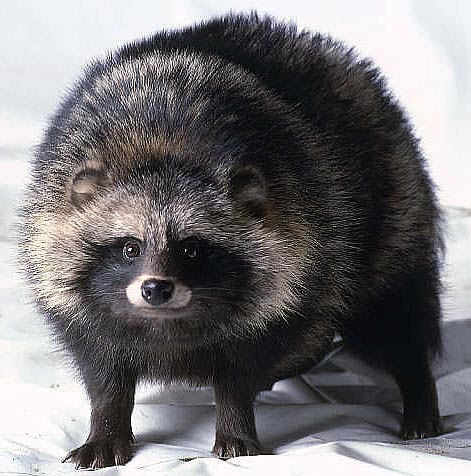 OfAllColorsBlue's tweet photo. @1Schoolhouse Raccoon dog (tanuki), bearcat (binturong), and actual bear without fur https://t.co/Y5CD2LEsCk