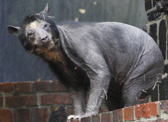 OfAllColorsBlue's tweet photo. @1Schoolhouse Raccoon dog (tanuki), bearcat (binturong), and actual bear without fur https://t.co/Y5CD2LEsCk