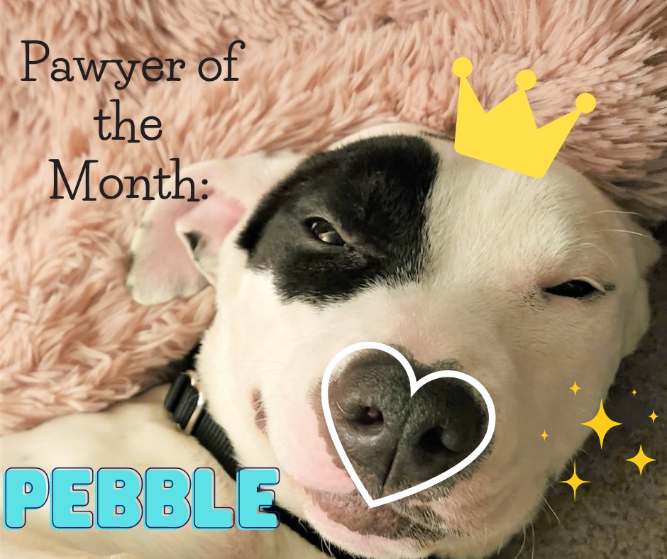Congratulations to our Pawyer of the Month, Pebble! ❤ Maybe this one was easy to see coming, but since her Furever Family could find her any day, we figured she deserves the attention! 🥰🐶
 #congratulations #month #family #attorney #fureverfamily #dogoffice #pebble #families