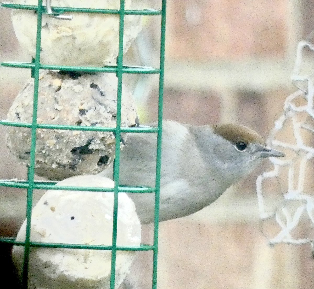 Itsinthestars76's tweet photo. Garden birds today @DorsetBirdClub @BTO_GBW @RSPBbirders https://t.co/DxDtz5BzXQ