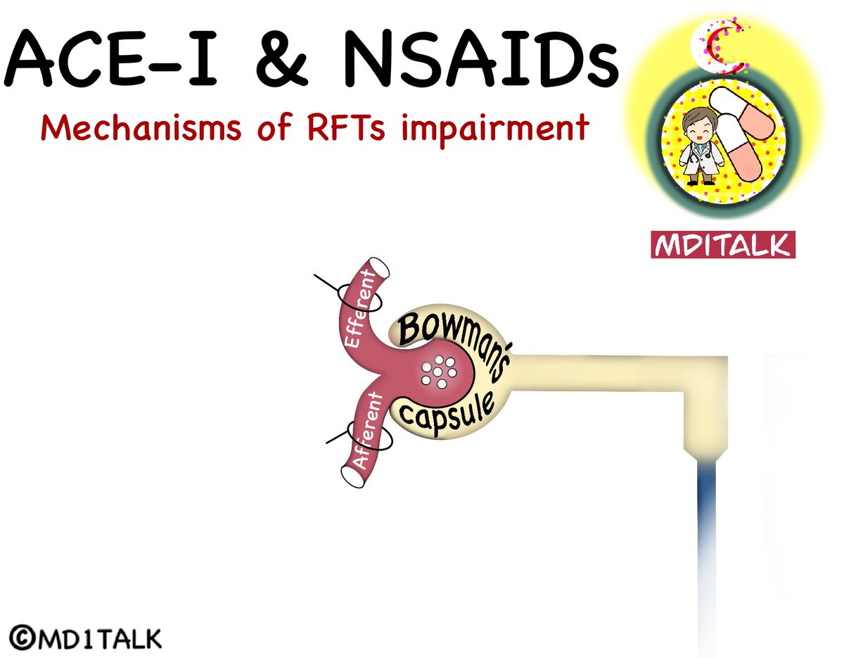 قد تساءلتم عن كيف NSAIDs و ACE-I ممكن ترفع وظايف الكلى ؟ 

ايش الميكنزم على ال glomeruli ؟ 

سؤالين مشهوره في step 1 USMLE