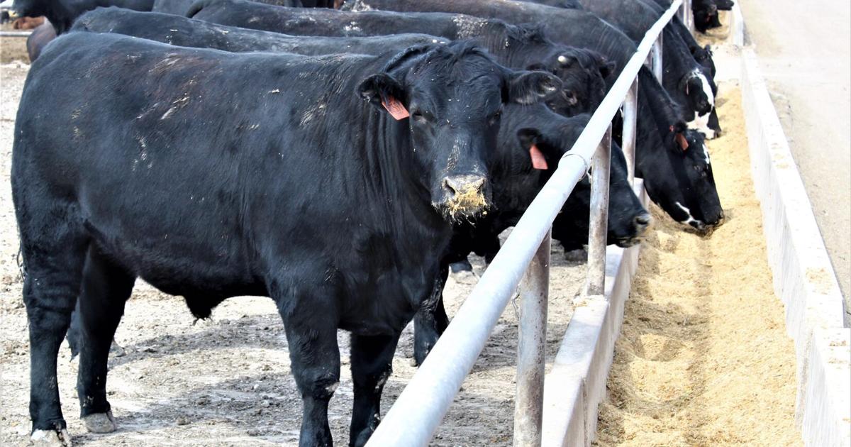 feedlotmagazine's tweet photo. Cattle #growth & performance is influenced by circadian rhythm and can be manipulated with the use of artificial lighting. Increasing #daylength results in greater rate of #carcass muscle compared w/ a greater rate of carcass fat w/ decreasing daylength.
https://t.co/YTbtl6QttA https://t.co/Js2WKCGkGw