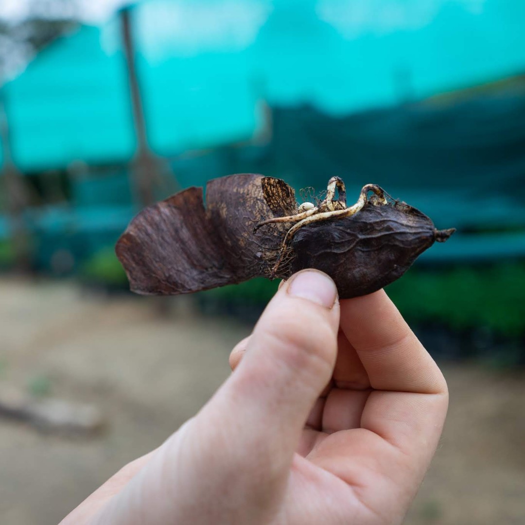osaconservation's tweet photo. CRITICALLY ENDANGERED: Sangrillo Colorado๐ณ
We're fighting for species on the #edgeofextinction, like Paramachaerium gruberi. One of 40 rare & #endangered tree species we study, we've been able to propagate 150 seedlings to preserve #biodiversity & #restoretherainforest! https://t.co/x1xcuODmqW