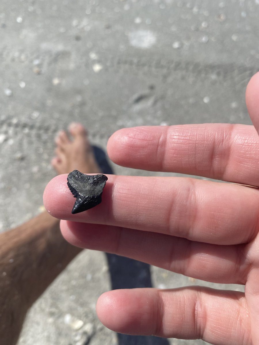 Chilling with this Lil Fella!!🍻🤙🦈🦷🏝️ #robbiemaclife