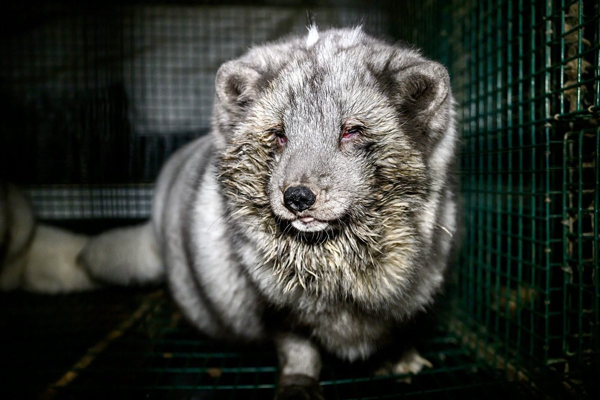 Undercover Investigation Of #FurFarms In #Finland Reveals Sick & Injured #Foxes Kept In Horrific Conditions; Help Ban Cruel #Fur Farming In The #EU 🙏💔🦊

🚨SIGN PETITION & READ MORE: 🌍👉 worldanimalnews.com/undercover-inv…