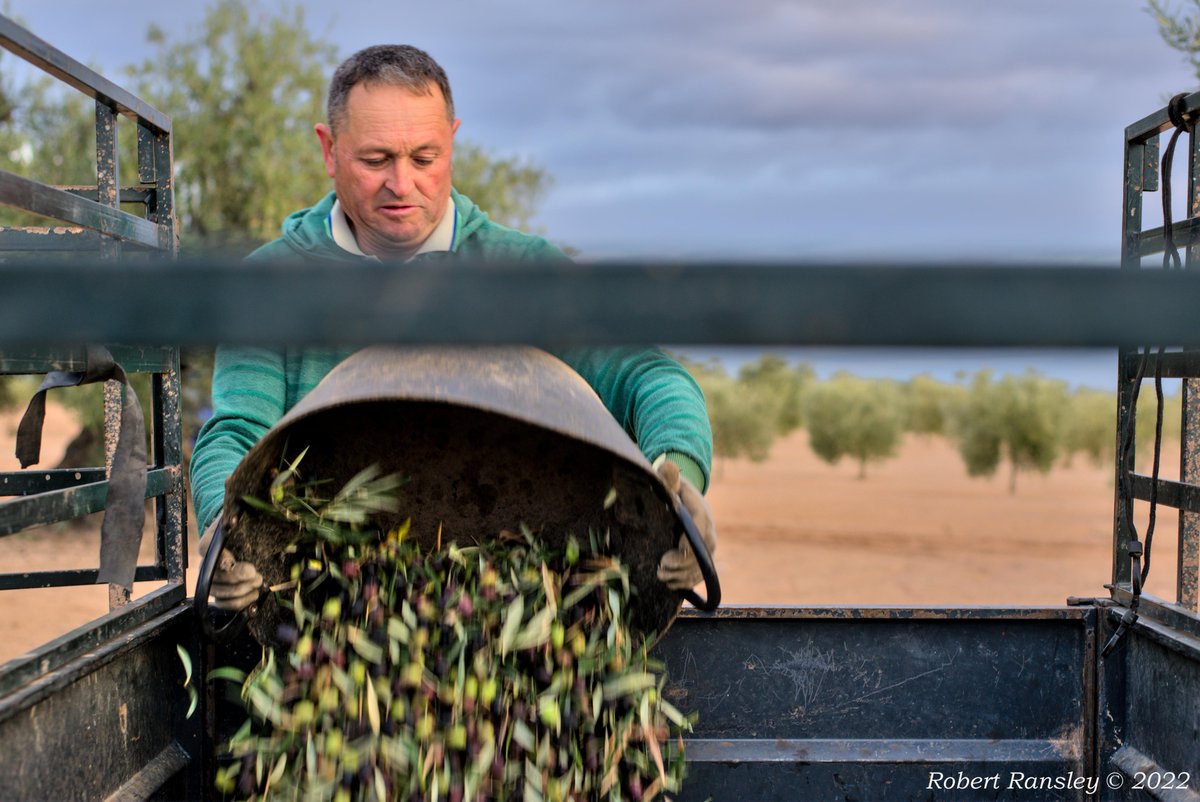 ranzelrob's tweet photo. Algunas fotos que no se publicaron en el artículo "Lorenzo's (Olive) Oil". Más fotos y el artículo en:
Some of the photos that weren't published in the article "Lorenzo's (Olive) Oil". Read the article here:
https://t.co/sc67x38Hx0 https://t.co/usTw0WbsYH