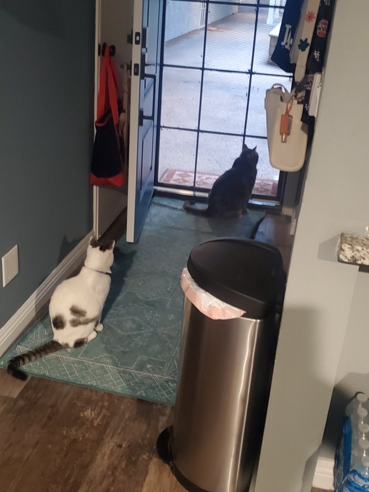 nalgona74's tweet photo. @StrayLiotta My boys said you got the good shit, Rockin lobster. They would be your friend https://t.co/5wcQ5BoDwc