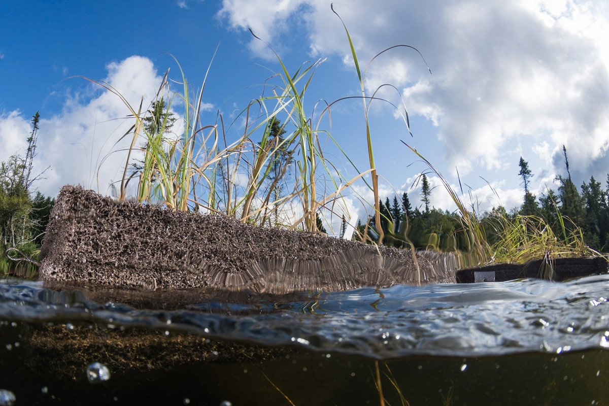 Happy #WorldWetlandsDay, limno-fans!

Today, we take to <a href="/clevelanddotcom/">clevelanddotcom</a> to explain how the day accords us a rare and precious opportunity to celebrate our abundant—but not infinite— freshwater supplies.

bit.ly/40jpz2r