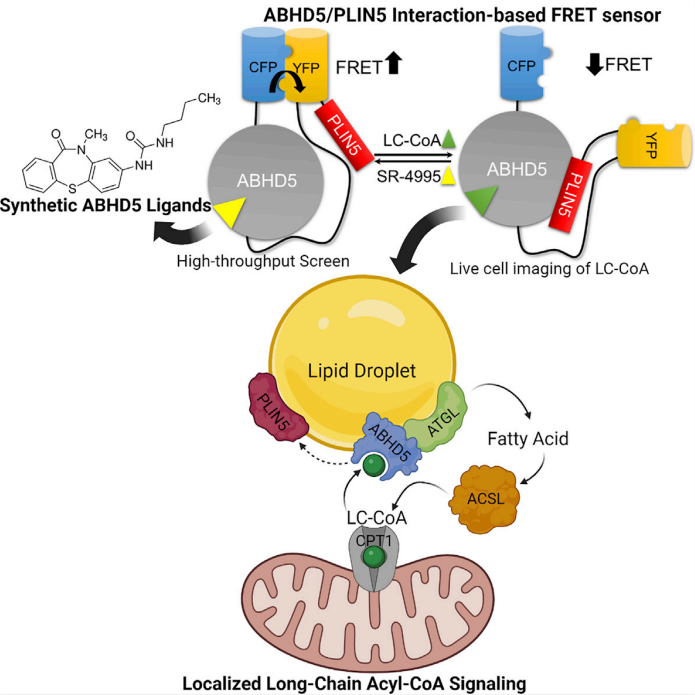 CVKelly Lab tweet media