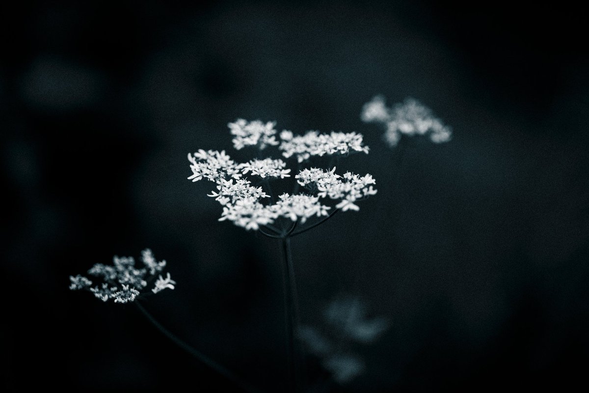 VandalWRLD's tweet photo. Delicate!🥀

#Photography | #Nature | #5DMK4 https://t.co/ThZr6mqJWn