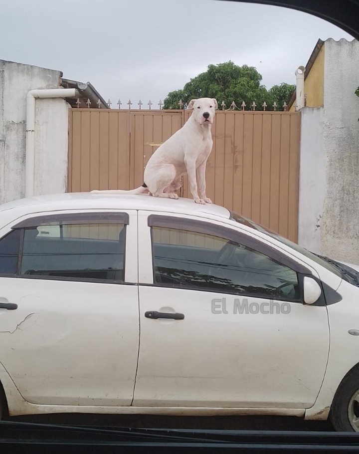 el_mocho23's tweet photo. Me cuidas el auto porfa firulais
Mi perro: Claro https://t.co/zEE3jkZ4tv