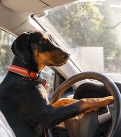 bam rn taking himself to his vet appointment