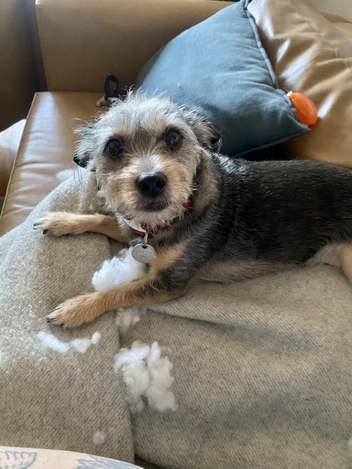smokes needs to destroy one (1) stuffed toy every week or she will literally explode https://t.co/R1